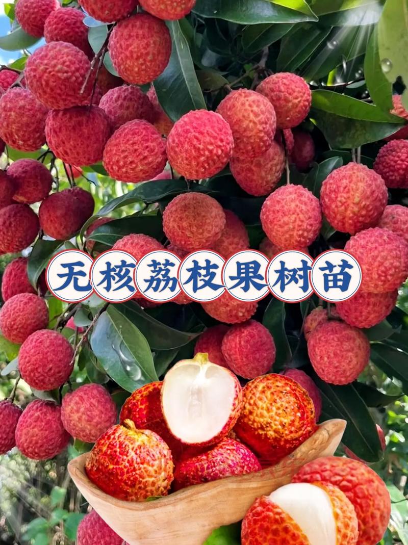 朋友們,優(yōu)質的荔枝種苗上線啦!它不挑土壤