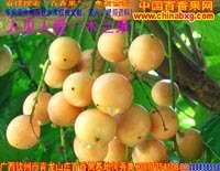 廣西農(nóng)產(chǎn)品貿(mào)易網(wǎng) - 【供應(yīng)】黑珍珠蓮霧、無(wú)核荔枝、無(wú)花果、香水檸檬苗供應(yīng)