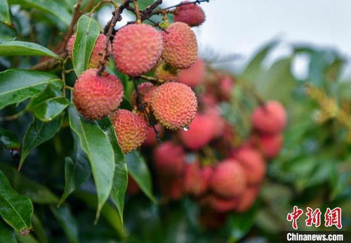 海南荔枝上市,主要品種有妃子笑 荔枝王 桂花香等