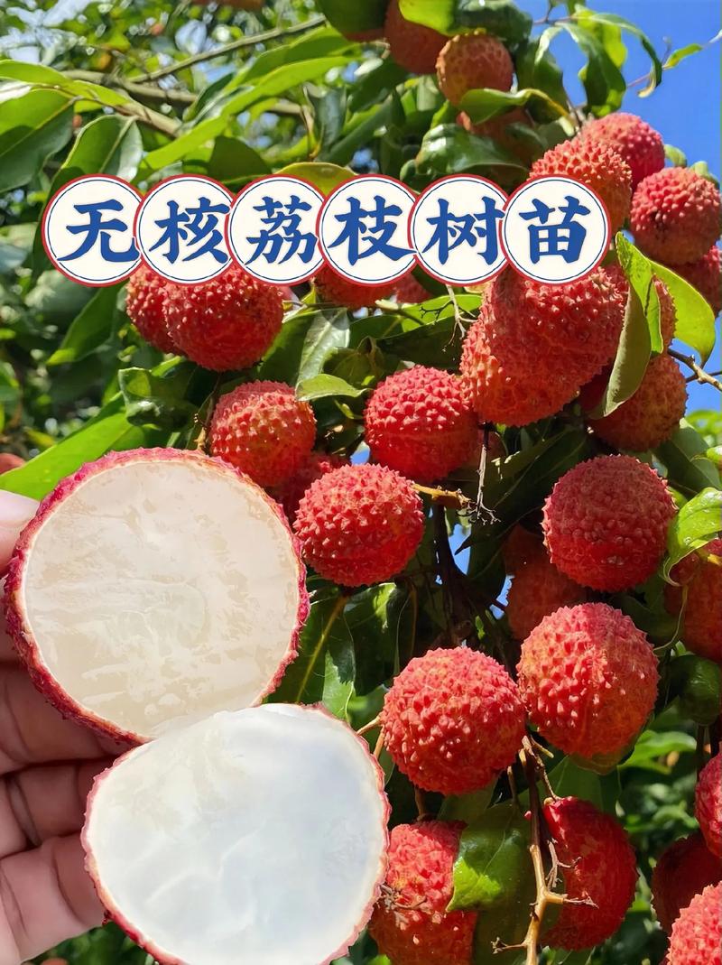 無核荔枝樹苗.家人們,樹苗是嫁接好的,適應性強易成活,果大無