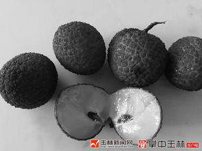 玉林荔枝產(chǎn)業(yè)硬傷軟肋突然變成了優(yōu)勢