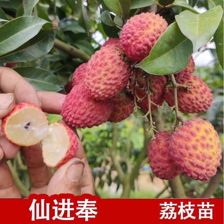 荔枝果樹苗桂味妃子笑無核荔枝嫁接果苗盆栽地載南方種植當年結果