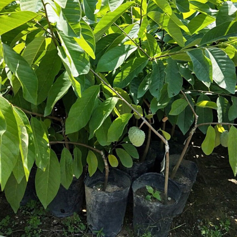 無(wú)核荔枝 桂糯米品種南北方盆栽與地栽種植指南