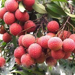 玉林無核荔枝苗 現代農業的香甜革命