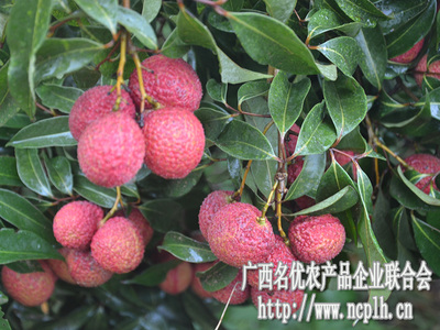 無核荔枝迎豐收，廣西名優農產品企業聯合會赴靈山專題調研