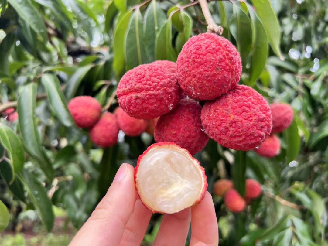 無核荔枝品鮮季 甜蜜來襲，你嘗到了嗎？