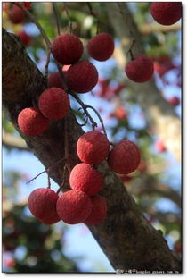 大紅荔枝甜又甜——記藤縣太平鎮(zhèn)江口村的特產(chǎn)無核荔枝