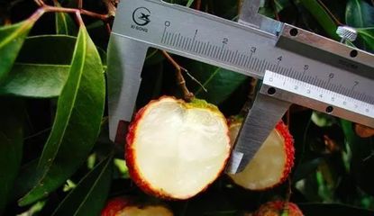什么水果最賺錢？盤點(diǎn)2018年十大網(wǎng)紅水果，無核荔枝為何獨(dú)領(lǐng)風(fēng)騷？